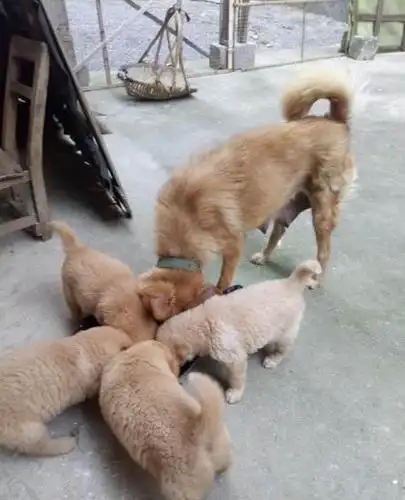 出售金毛跟田园犬串 狗