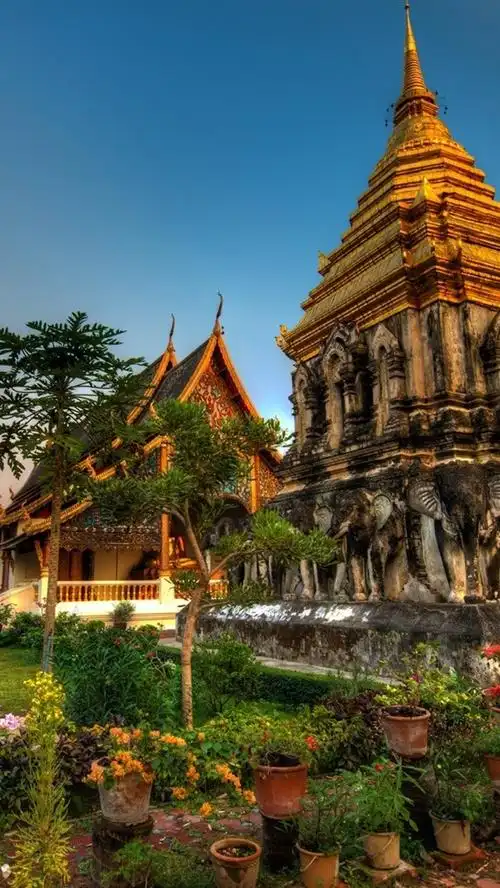 清曼寺,泰国,花 640x1136 iphone 5/5s/5c/se 壁纸,图片,背景,照片