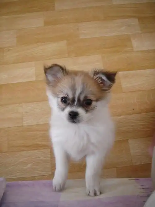 蝴蝶犬一只钱 里有卖蝴蝶犬的