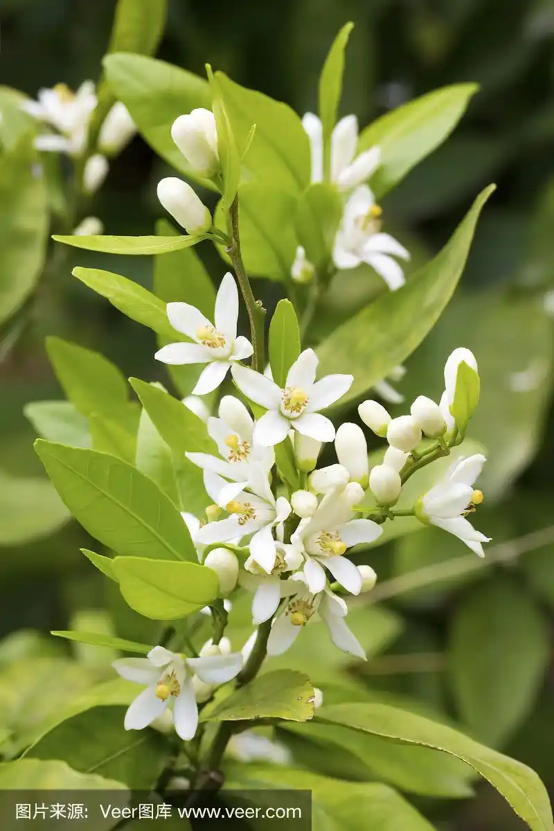 鲜橙树开花,柑桔果花