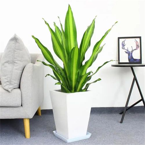 金心也门铁盆栽巴西铁室内大型客厅办公花卉植物香龙血树观叶绿植