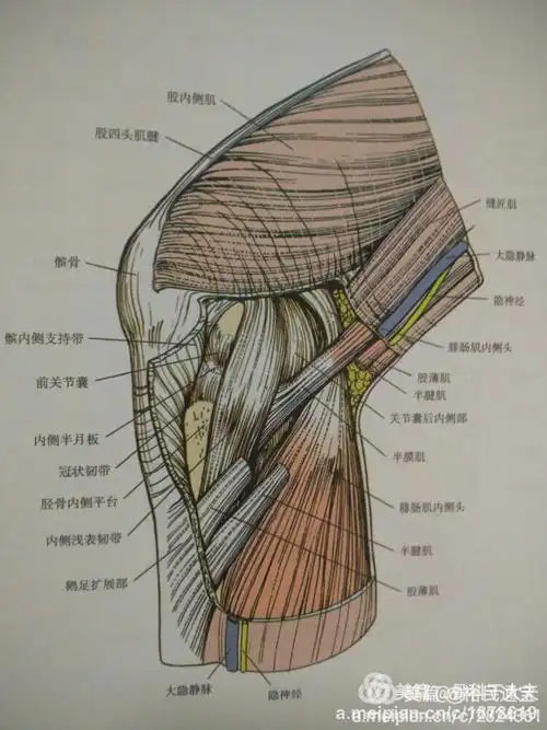 4字位关节镜下腘窝囊肿切除术