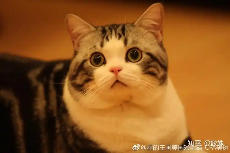 我的猫咪看起来是纯美短吗,为什么不发腮? - 知乎