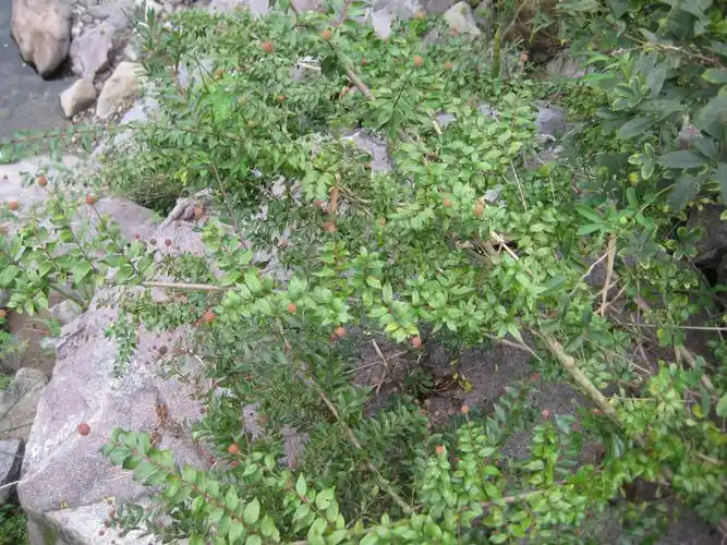 【引用】水杨梅(水杨柳)