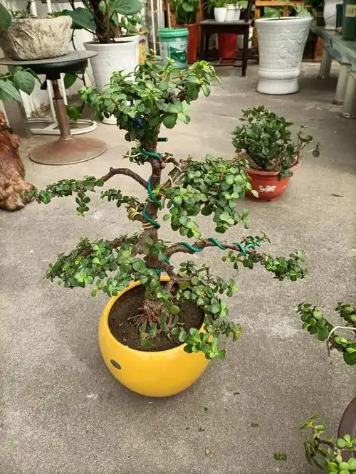 金枝玉叶盆景什么季节剪枝(金枝玉叶盆景如何造型)