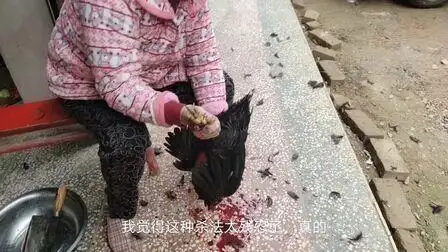 腾讯5月前04:07乡村美女杀鸡江西土话熏鸡 农村土鸡土鸭合集 农民妇女