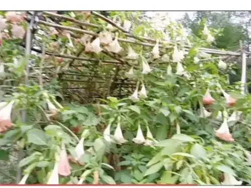 寒风中,一朵朵在树架上,悬垂着随风摇曳,婀娜多姿这个金色的曼陀罗花