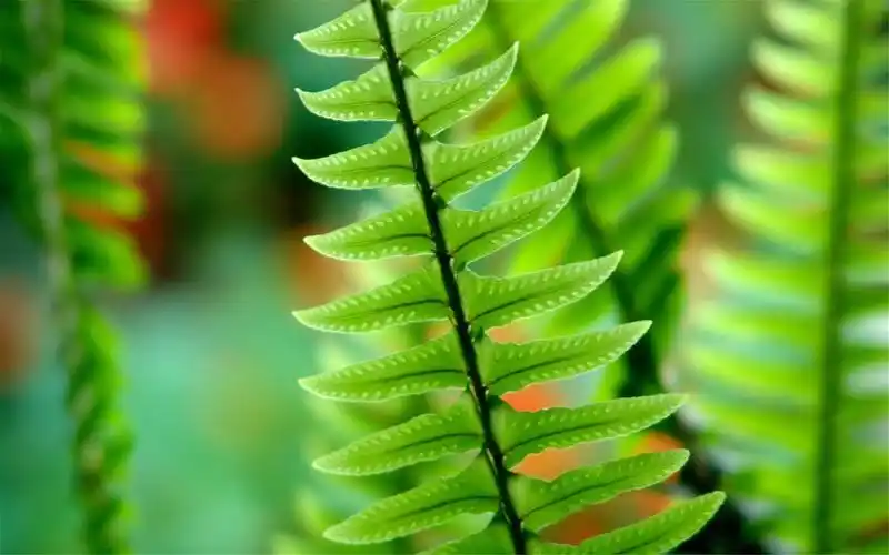 小清新绿叶护眼植物桌面壁纸图片大全高清大图预览1920×1200_高清