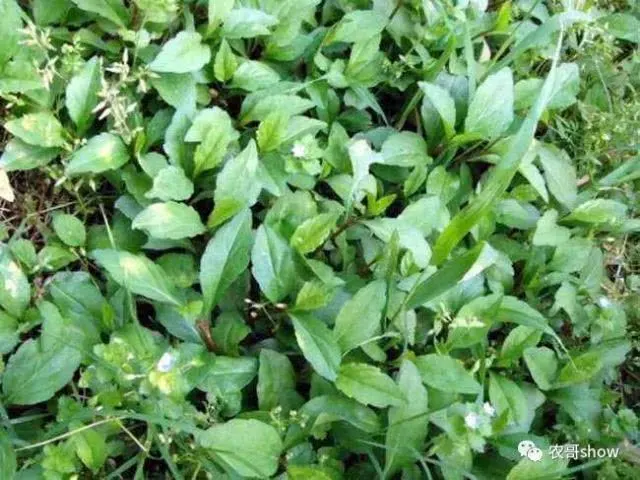 农村一种野菜,对肾有好处,价值好珍贵,广西人称为"泥鳅菜"