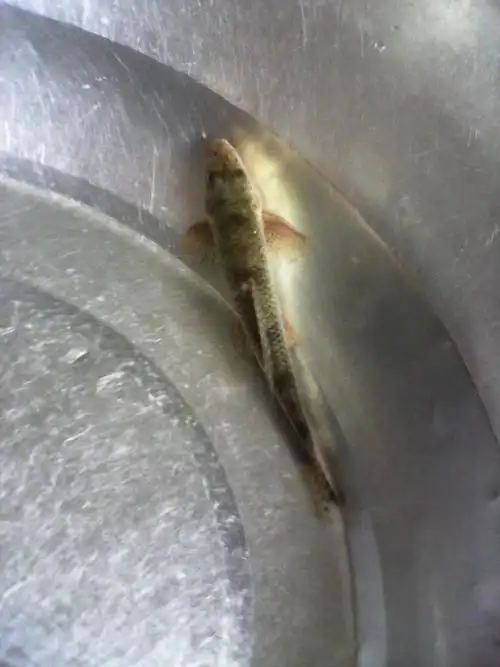 但可以肯定的是,是一种杂交鱼.