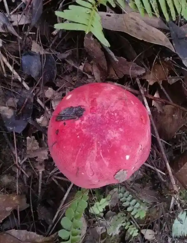 野生红菌,野生得很哟,是纯天然的那种! 吃不完,根本就吃不完 - 抖音