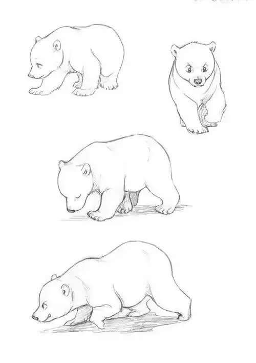 够你画一整年的动物速写教程!