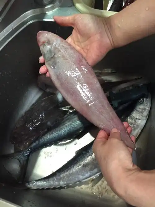 请问各位大神,这是什么鱼?特别扁