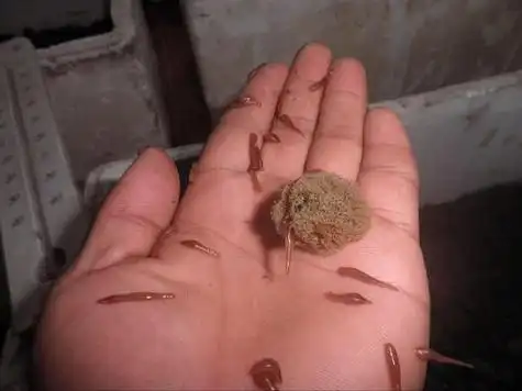 【水蛭养殖技术】水蛭幼苗下水有哪些注意事项?_水蛭网