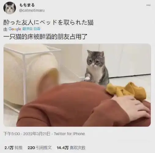 喝醉的朋友一头钻进了猫窝猫咪头都大了