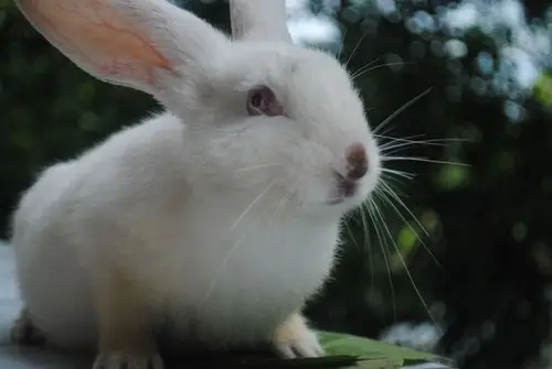 没事发几张小动物的照片