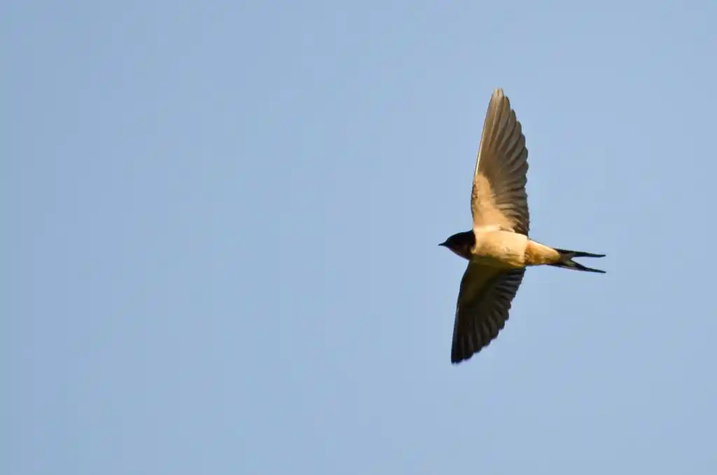 燕子飞行中,燕子飞行中