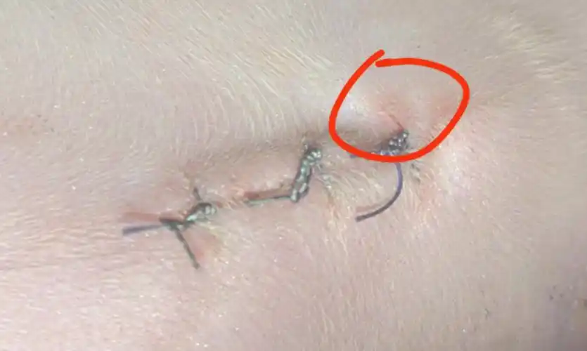 分享母猫绝育后的恢复与护理经验附每日伤口图