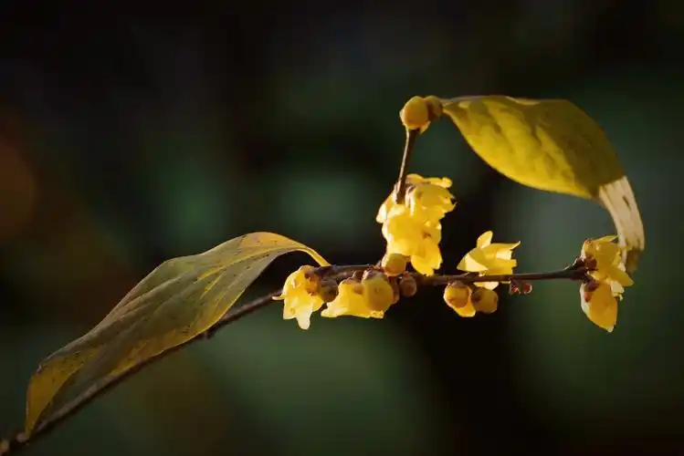 腊梅简介与特征(腊梅的特点及象征)