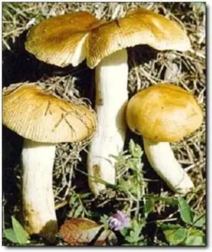 荞面菌价格广东省荞面菌批发