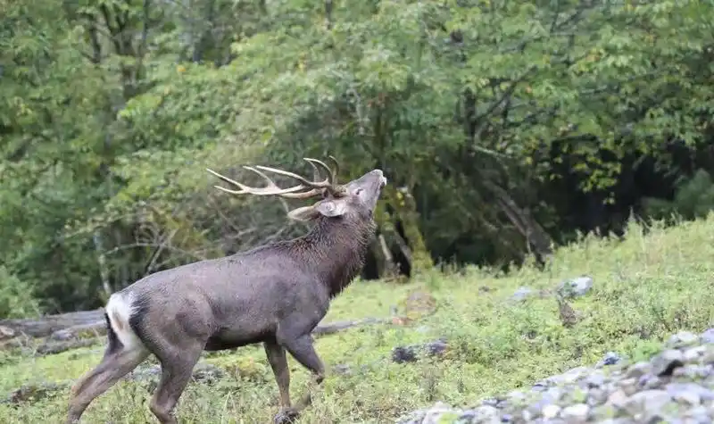 水鹿文化 休闲为主的度假区