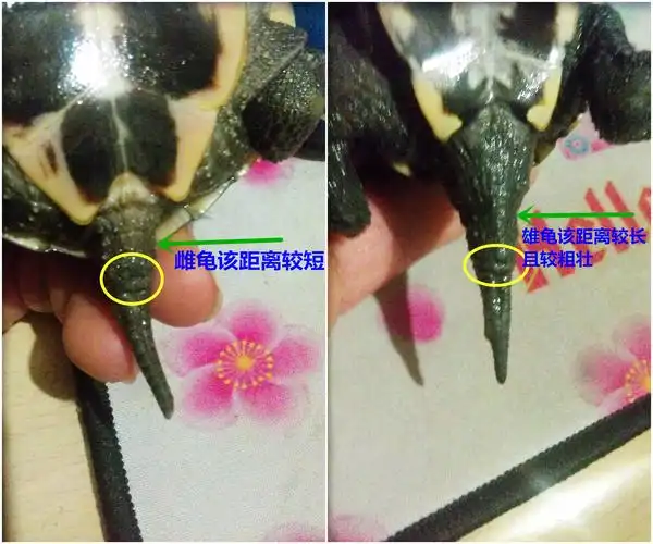 草龟怎么辨别公母呢,这三只是公是母