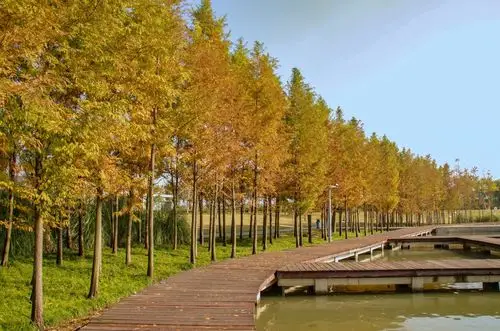 挺拔笔直的水杉树