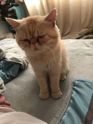 寻猫(黄色加菲)|宠物乐园-丹阳翼网