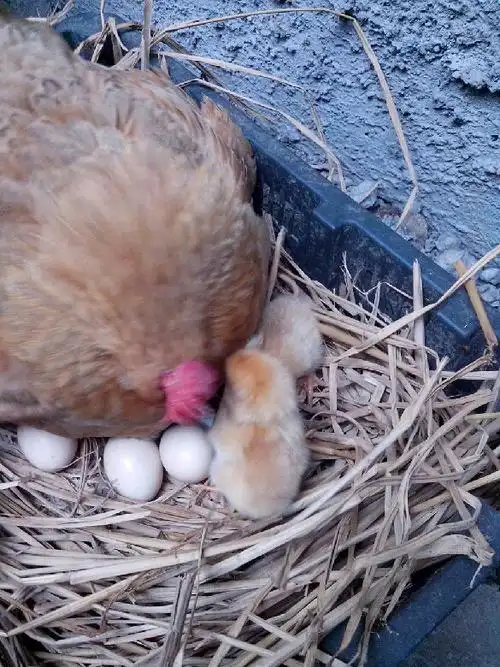 给小宝宝,认养一只小鸡