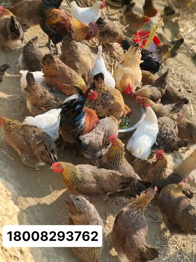 土鸡鸭鹅和蛋.家里有鸡鸭鹅和蛋,都是农家纯粮食喂养的,是自家 - 抖音