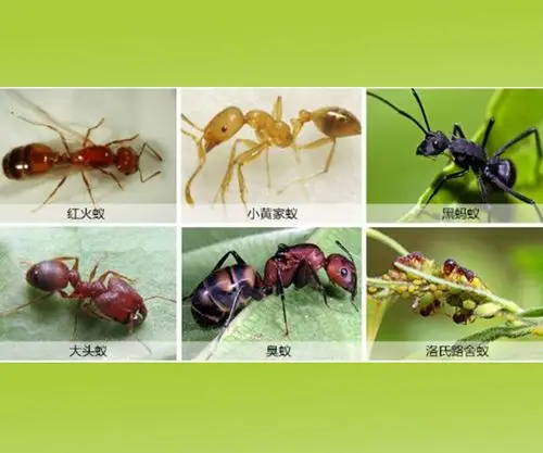 广州专业灭蚂蚁公司-广州天河区灭蚂蚁公司-广州越秀区专业灭蚂蚁公司