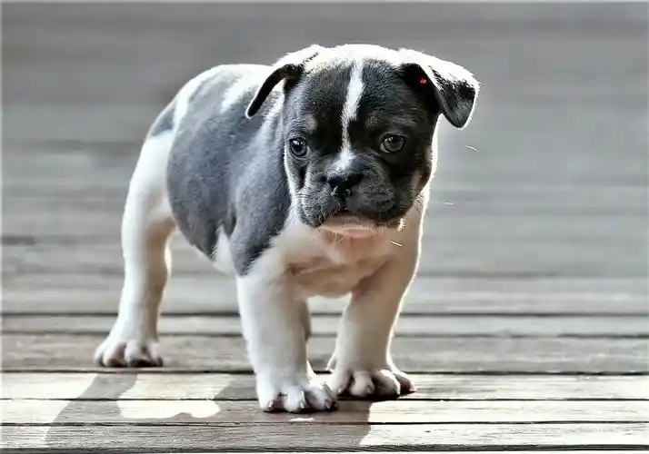 可爱的萌宝宝——《法国斗牛犬》
