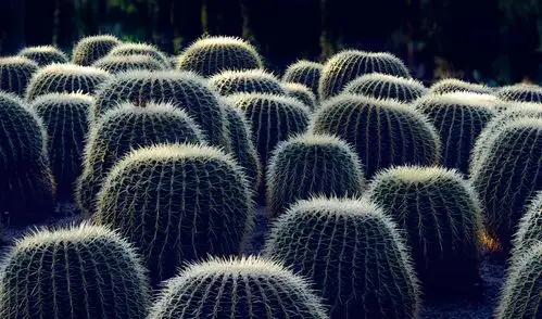 250.【景深合成--多焦点对焦】