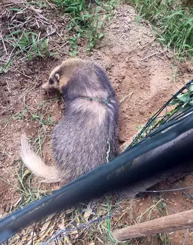 野生猪獾出山吓到居民民警将其带离放生