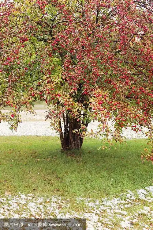 果实累累的山楂树