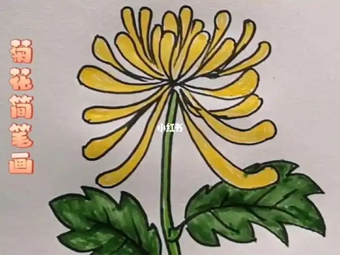 快速学会简笔画菊花