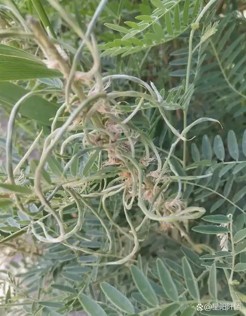 苦豆子,一种中药材,开出的花,也蛮好看的.