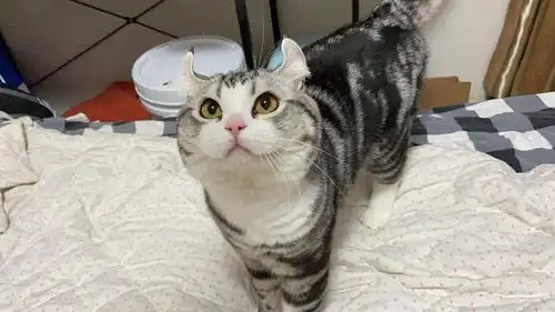 卷耳美短棕虎斑～家里最后一只啦