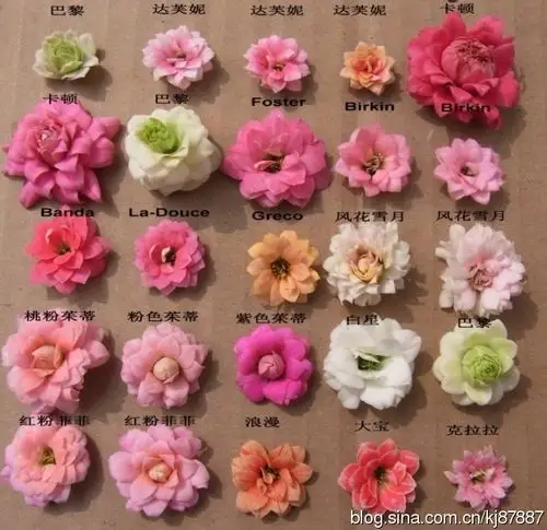 长寿花图片大全