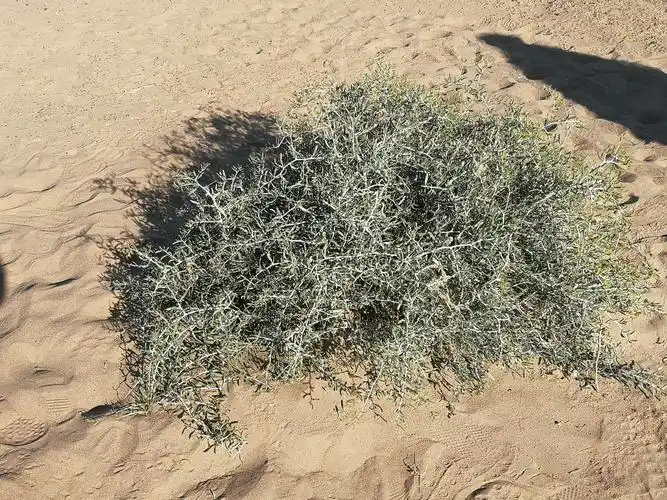 古城遗址的沙漠骆驼刺
