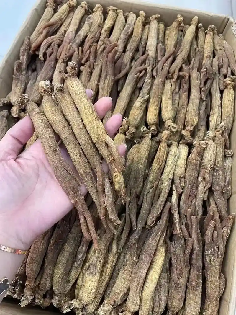 原根老红参,欢迎购买,支持快递!微信:f1521928803 - 抖音