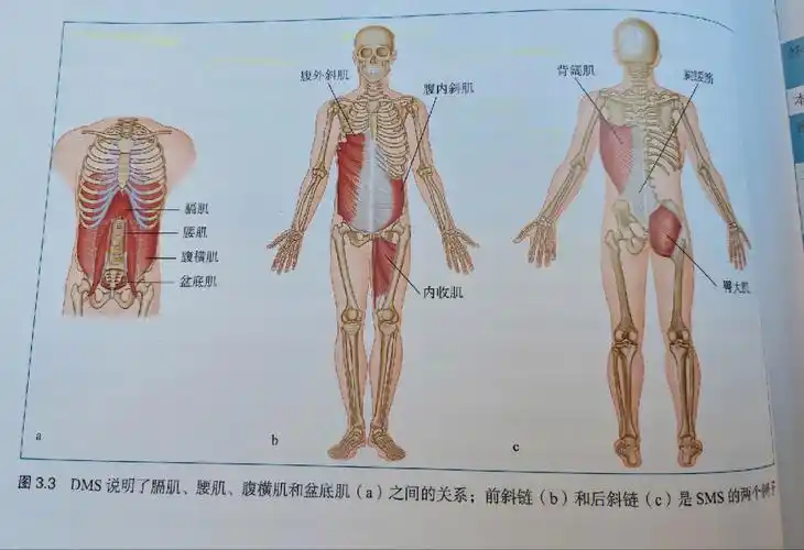 读书笔记-肌筋膜系统