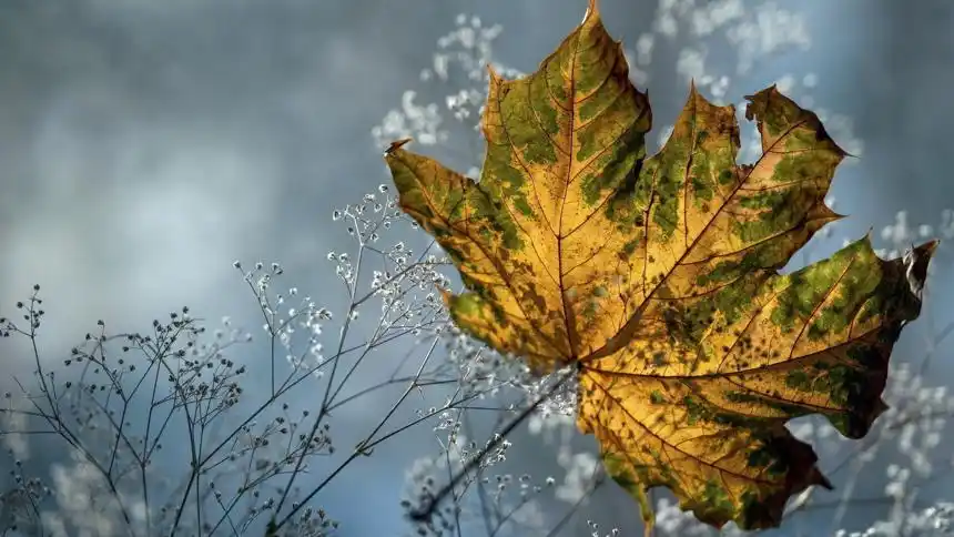 秋天落叶伤感壁纸图片
