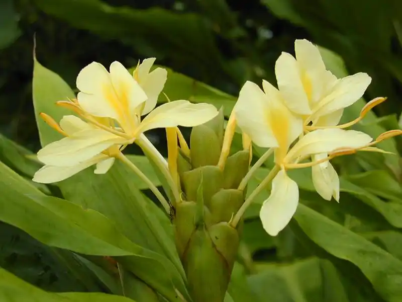 黄姜花词条图册_百度百科
