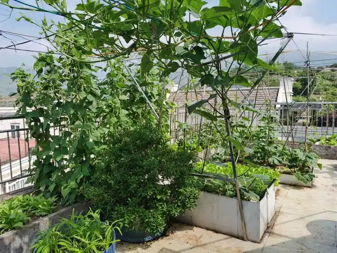 今天陪奶奶来到家里楼上整理菜园,一开门就看到了整个楼顶上一片绿意