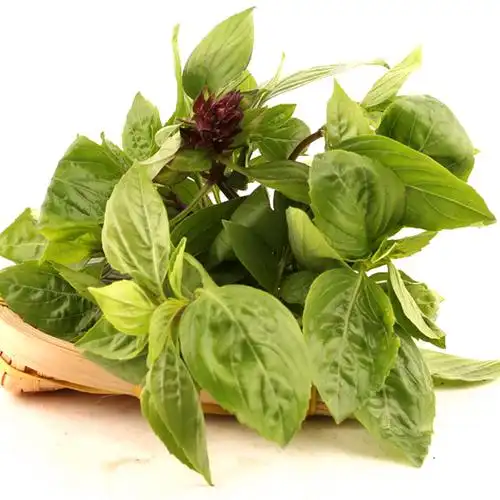 九层塔新鲜500g金不换食用香料罗勒叶三杯辅料农产品其它