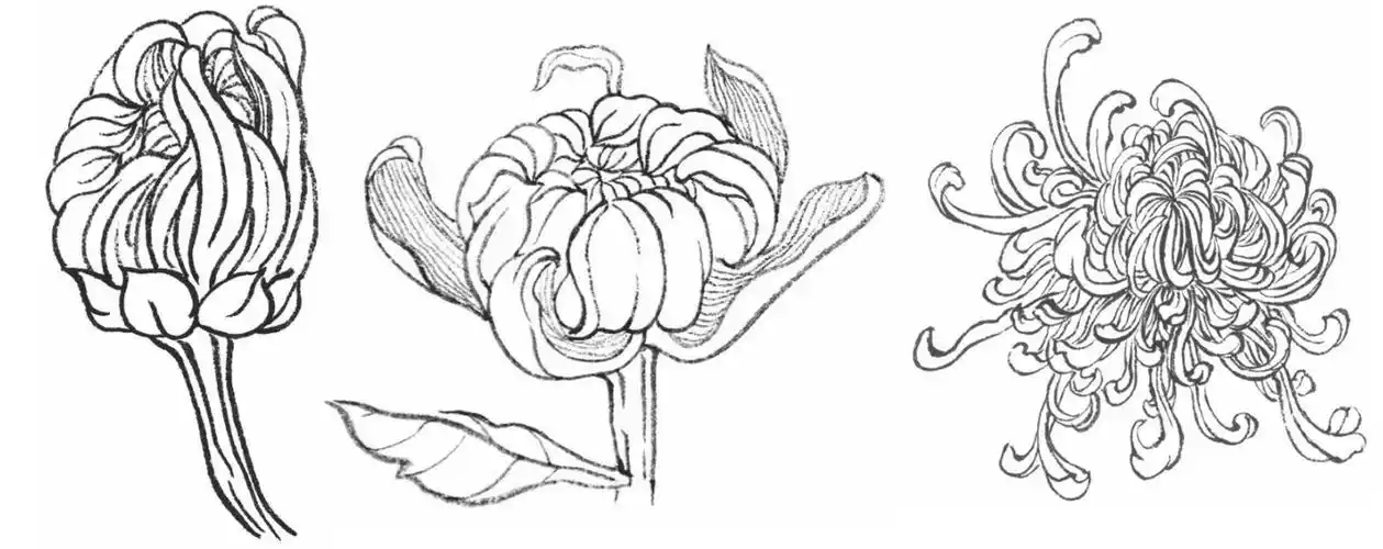 工笔菊花的基础画法