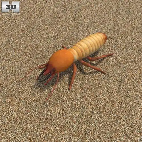 turbosquid.com/preview/001150/746/jf/3d-termite-model_0.jpg