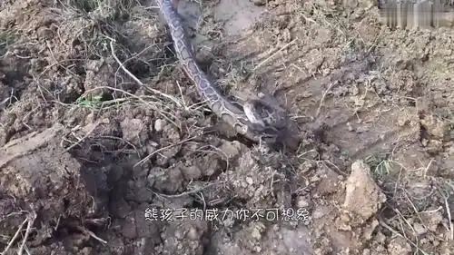 熊孩子"徒手"捕捉电鳗,电鳗受惊之下,直接开始"放电"!