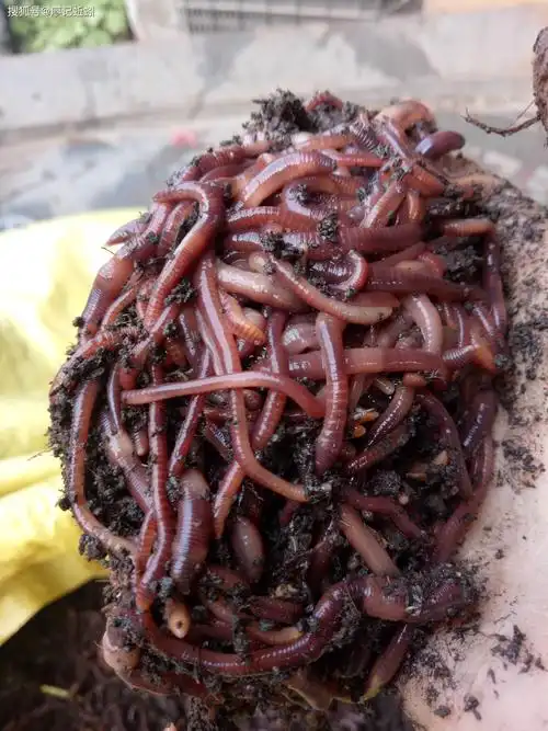 蚯蚓在养殖业中的应用